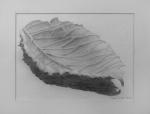 blatt-1.jpg