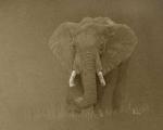 elefant.jpg