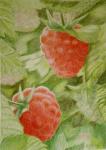 himbeeren.jpg