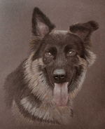 hunde-portraithunde-portrait.png