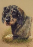 hundeportrait-fl.jp.jpg
