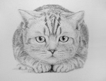 katze-4katze-4.png
