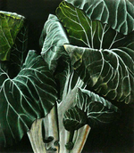 kohlkohl-b.png
