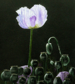 mohn-im-gegenlichtmohn-gegenlicht.png