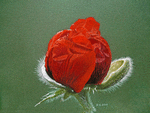 mohn2.png