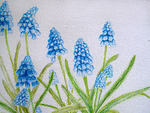 muscari.png