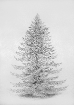 nadelbaumnadelbaum.png