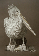 pelikan-1p1080654b.png