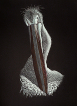 pelikan-2pelikan-2.png