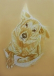 portaitzeichnung-hund.jpg