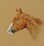 portrait-pferd.jp.jpg