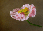 rosa-mohnmohn-rosa.png