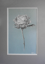 rose-auf-blaurose-blau.png