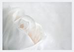 rose-k.jpg