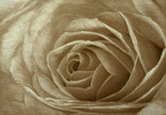rose-sepia.png