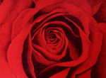 rote-roserote-rose.png