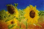 sonnenblumen.jpg