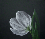 tulpe-auf-schwarzp1080662b.png