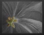 tulpe-x2.jpg
