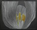 tulpe.-2.jpg