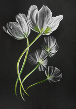 tulpenp1080656b.png