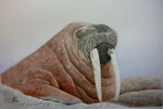 walrosswalross.png
